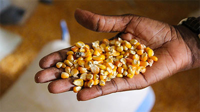 Agriculture and Food security