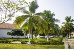 aedes_6_20200203_2049058071